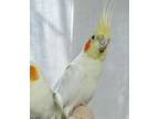 Adopt Goose Aka Romeo a Cockatiel