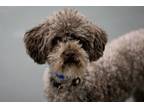 Adopt Walter a Poodle
