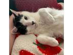 Adopt Rhett Houston a Domestic Short Hair