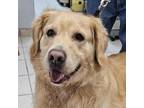 Adopt Rocky a Golden Retriever