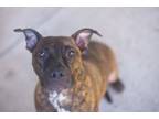 Adopt Romeo a Pit Bull Terrier, Mixed Breed