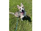 Adopt Sherlock Bones a Husky, Basset Hound