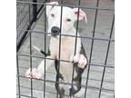 Adopt Edmund a Pit Bull Terrier
