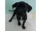 Adopt Smarties a Catahoula Leopard Dog, Mixed Breed