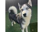 Adopt Shadow a Husky