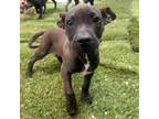 Adopt Reese's a Catahoula Leopard Dog, Mixed Breed
