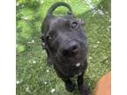 Adopt KitKat a Catahoula Leopard Dog, Mixed Breed