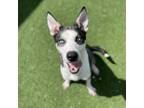 Adopt Rocky a Husky