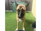 Adopt Mufasa a German Shepherd Dog