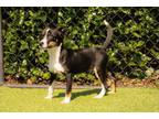 Adopt Ranger a Beagle, Mixed Breed