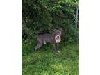 Adopt Mack a Pit Bull Terrier, Mixed Breed