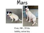 Adopt Mars a Mixed Breed