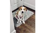 Adopt Bruce a Treeing Walker Coonhound