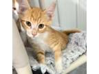 Adopt Orange Juice a Domestic Short Hair