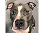 Adopt Dax a Pit Bull Terrier