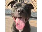 Adopt Cooper a Pit Bull Terrier