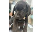 Adopt Choji a Labrador Retriever, Mixed Breed