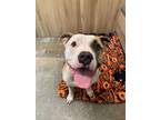 Adopt Christian a Pit Bull Terrier, Mixed Breed