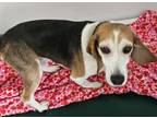 Adopt Simon a Beagle