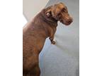 Adopt Cedar a Pit Bull Terrier, Mixed Breed