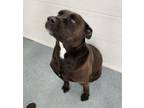 Adopt Atlas a Pit Bull Terrier, Mixed Breed