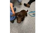 Adopt Dopey a Mixed Breed
