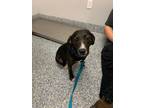 Adopt Dexter a Mixed Breed