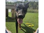 Adopt Anubis a Doberman Pinscher