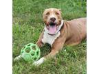 Adopt Nicholas a Pit Bull Terrier