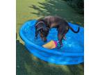 Adopt Tyson a Pit Bull Terrier, Mixed Breed