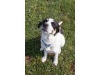 Adopt Boggle a Hound, Border Collie