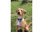 Adopt Mavrik a Golden Retriever, Labrador Retriever