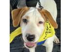 Adopt Brody Malone a Labrador Retriever, Mountain Cur