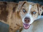 Adopt Zeus (3) a Catahoula Leopard Dog, Mixed Breed