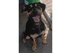 Adopt Atlas a Rottweiler, Mixed Breed