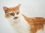 Adopt Pablo - SPONSORED a Domestic Medium Hair, Domestic Short Hair