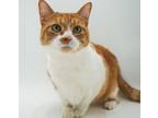 Adopt Buddy - SPONSORED a Domestic Short Hair