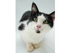 Adopt Doodle - SPONSORED a Domestic Short Hair