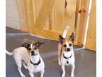 Adopt GHOST & GOBLIN a Jack Russell Terrier, Beagle