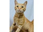 Adopt Turbo a Domestic Short Hair