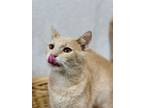 Adopt Pippa a Domestic Short Hair