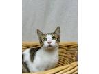 Adopt Malcolm a Domestic Short Hair
