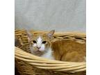 Adopt Jace a Domestic Short Hair