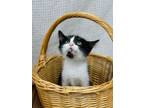 Adopt Tiko a Domestic Short Hair