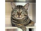 Adopt Purlock Holmes a Domestic Short Hair, Tabby