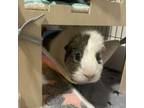 Adopt Thor w/ Loki a Guinea Pig