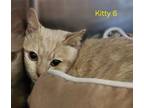Adopt Kitty 6 a Domestic Short Hair