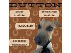 Adopt Dutton a Mixed Breed