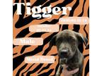 Adopt Tigger a Mixed Breed