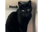 Adopt Hook 240589 a Domestic Short Hair